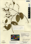 Stigmaphyllon ellipticum (Kunth) A. Juss., Belize, D. R. Hunt 356, F